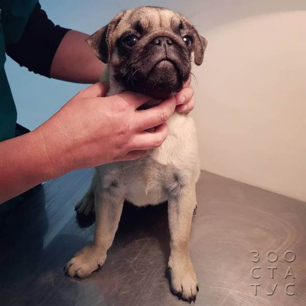 Как работают лечебные корма при проблемах с ЖКТ Фото как работают гастро-корма