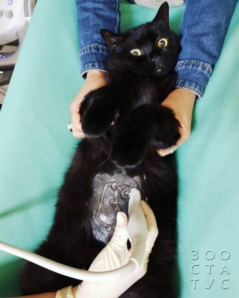 Как работают лечебные корма при проблемах с ЖКТ Фото как работают гастро-корма