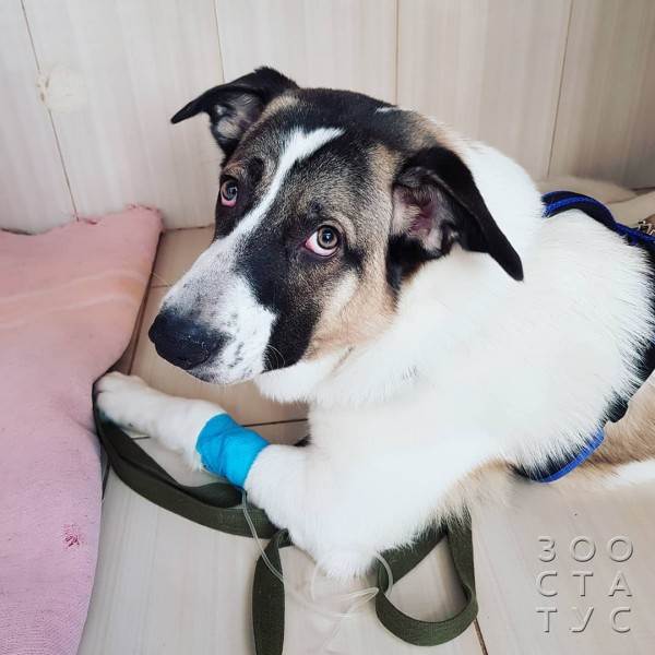 Как работают лечебные корма при проблемах с ЖКТ Фото как работают гастро-корма