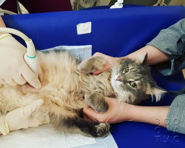 Как работают лечебные корма при проблемах с ЖКТ Фото как работают гастро-корма