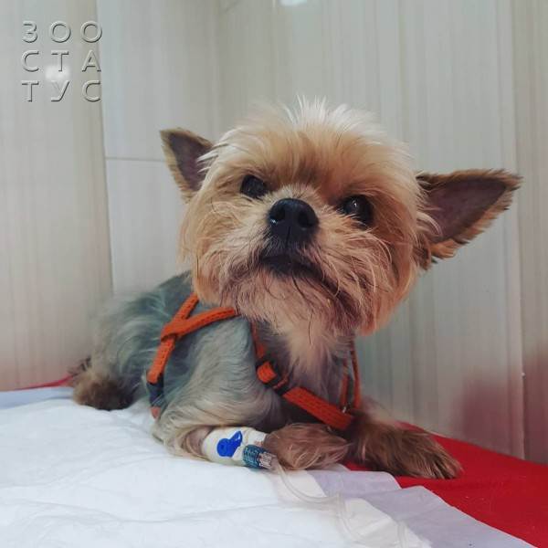 Как работают лечебные корма при проблемах с ЖКТ Фото как работают гастро-корма