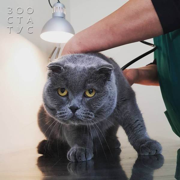 Как работают лечебные корма при проблемах с ЖКТ Фото как работают гастро-корма