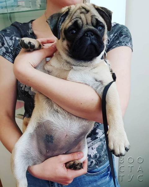 Как работают лечебные корма при проблемах с ЖКТ Фото как работают гастро-корма