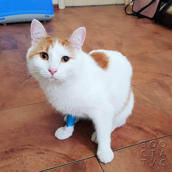 Как работают лечебные корма при проблемах с ЖКТ Фото как работают гастро-корма