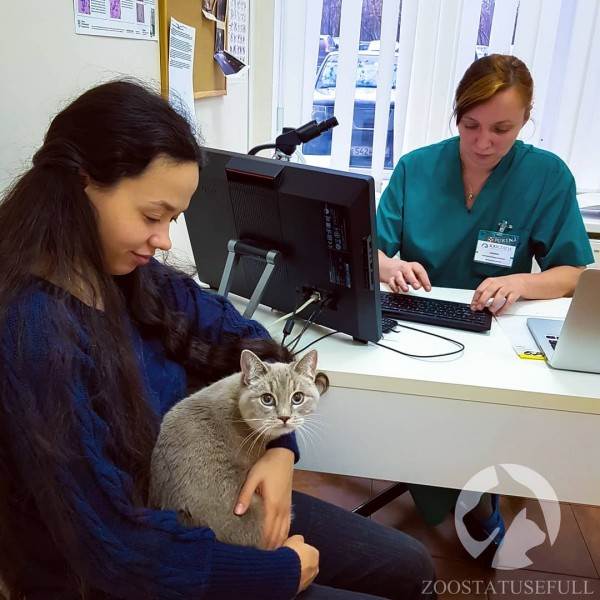 Диспансеризация кошки Фото диспансеризация кошек и собак
