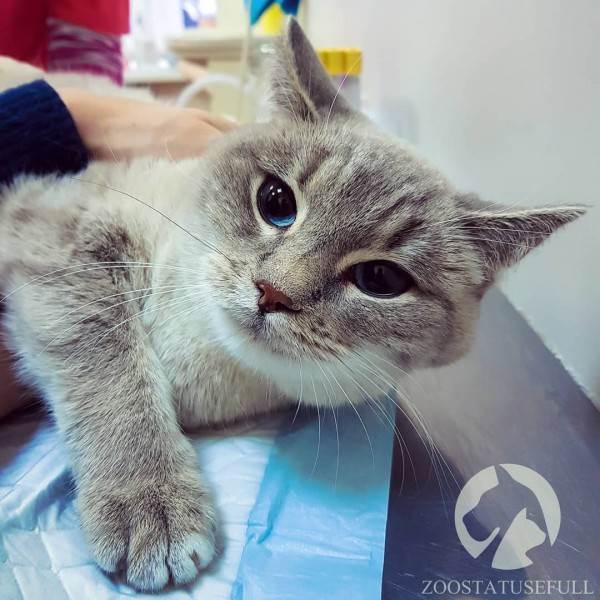 Диспансеризация кошки Фото диспансеризация кошек и собак