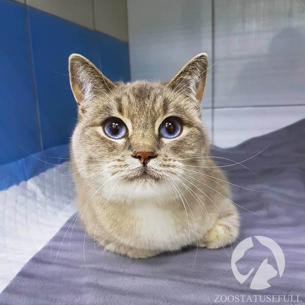 Диспансеризация кошки Фото диспансеризация кошек и собак