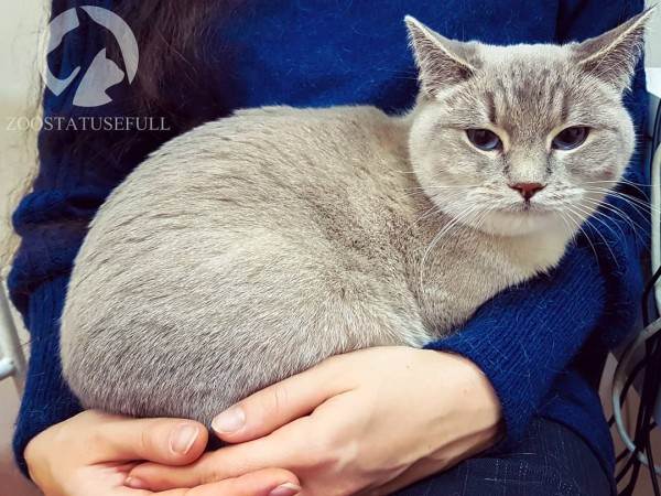 Диспансеризация кошки Фото диспансеризация кошек и собак