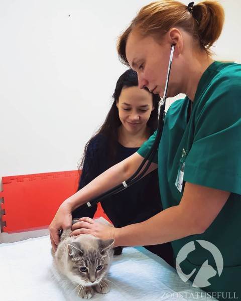 Диспансеризация кошки Фото диспансеризация кошек и собак