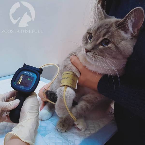 Диспансеризация кошки Фото диспансеризация кошек и собак