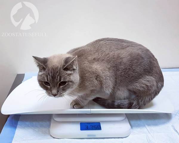 Диспансеризация кошки Фото диспансеризация кошек и собак