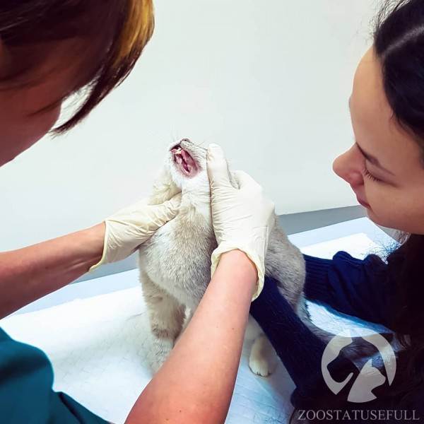 Диспансеризация кошки Фото диспансеризация кошек и собак