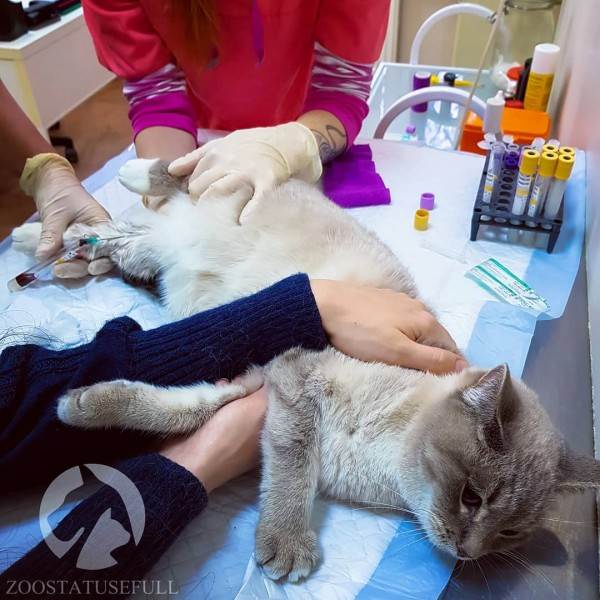 Диспансеризация кошки Фото диспансеризация кошек и собак