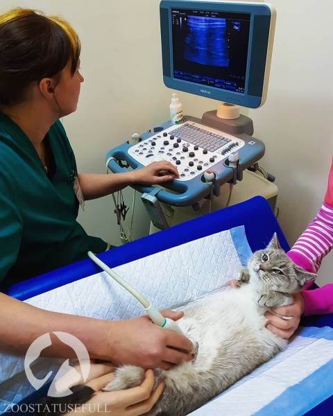 Диспансеризация кошки Фото диспансеризация кошек и собак