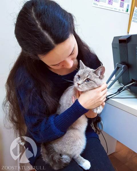 Диспансеризация кошки Фото диспансеризация кошек и собак