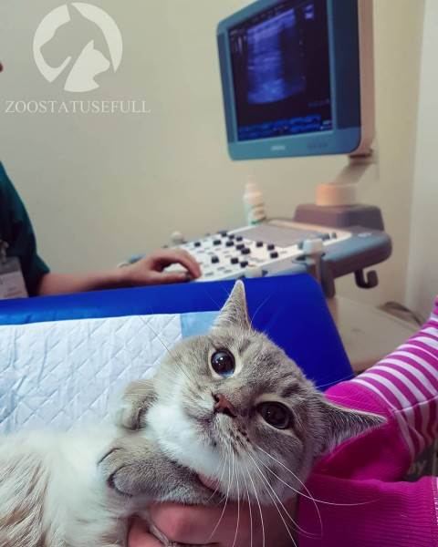 Диспансеризация кошки Фото диспансеризация кошек и собак