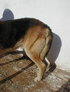 Дисплазия ТБС у собак Фото