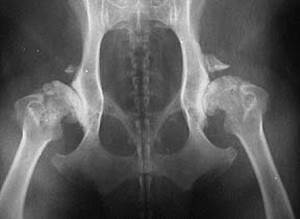 Дисплазия ТБС у собак Фото