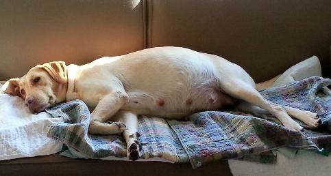 Беременность у собак Фото