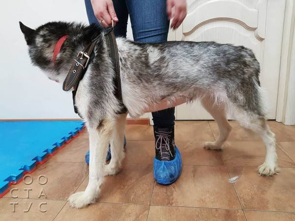 Дрожь у собаки Фото собака дрожит