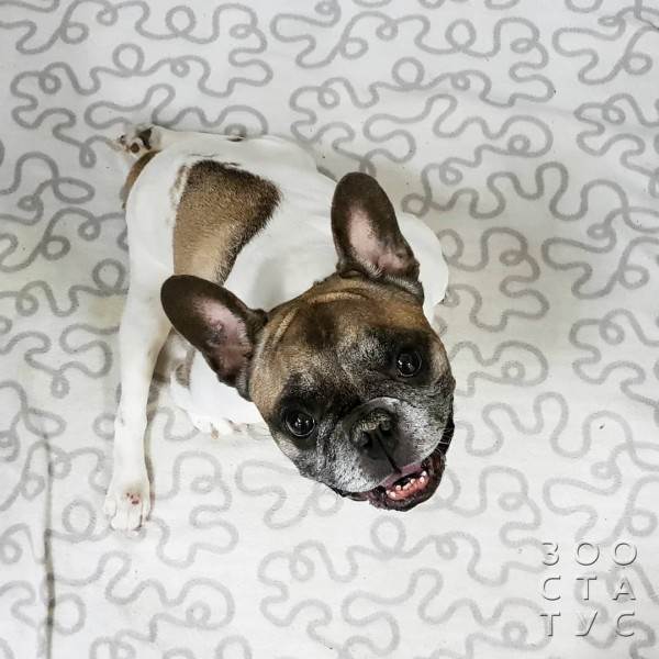 Дрожь у собаки Фото собака дрожит