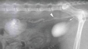 Эктопия мочеточников у собак Фото