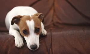 Энтеропатия с потерей белка Фото