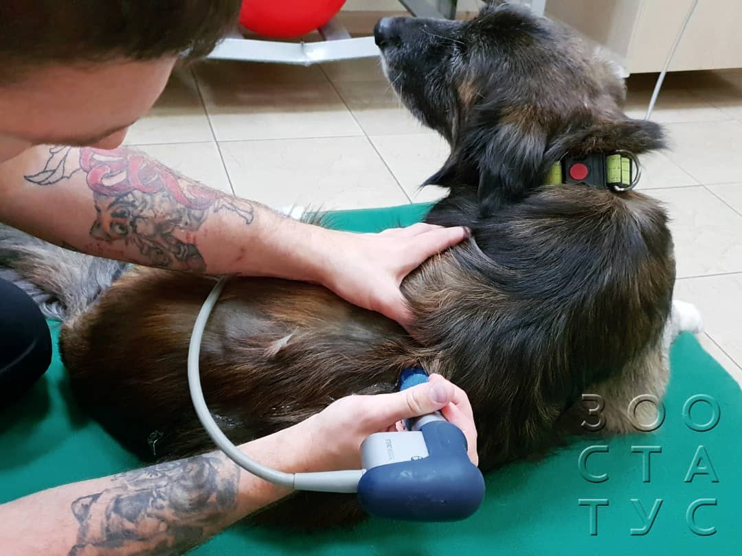Что такое ЭУВТ Фото ЭУВТ для кошек и собак
