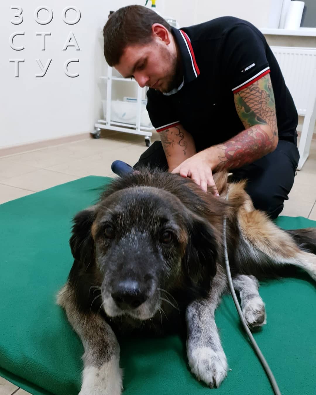 Что такое ЭУВТ Фото ЭУВТ для кошек и собак