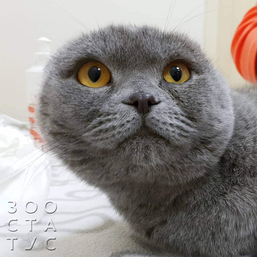 Что такое ЭУВТ Фото ЭУВТ для кошек и собак