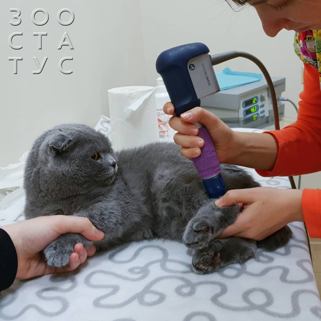 Что такое ЭУВТ Фото ЭУВТ для кошек и собак