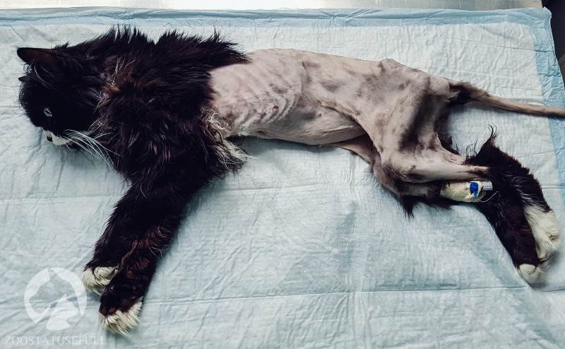 Эвтаназия Фото усыпление