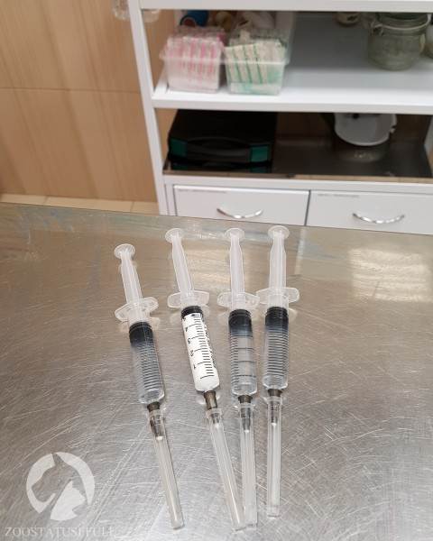 Эвтаназия Фото усыпление