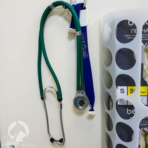 Эвтаназия Фото усыпление