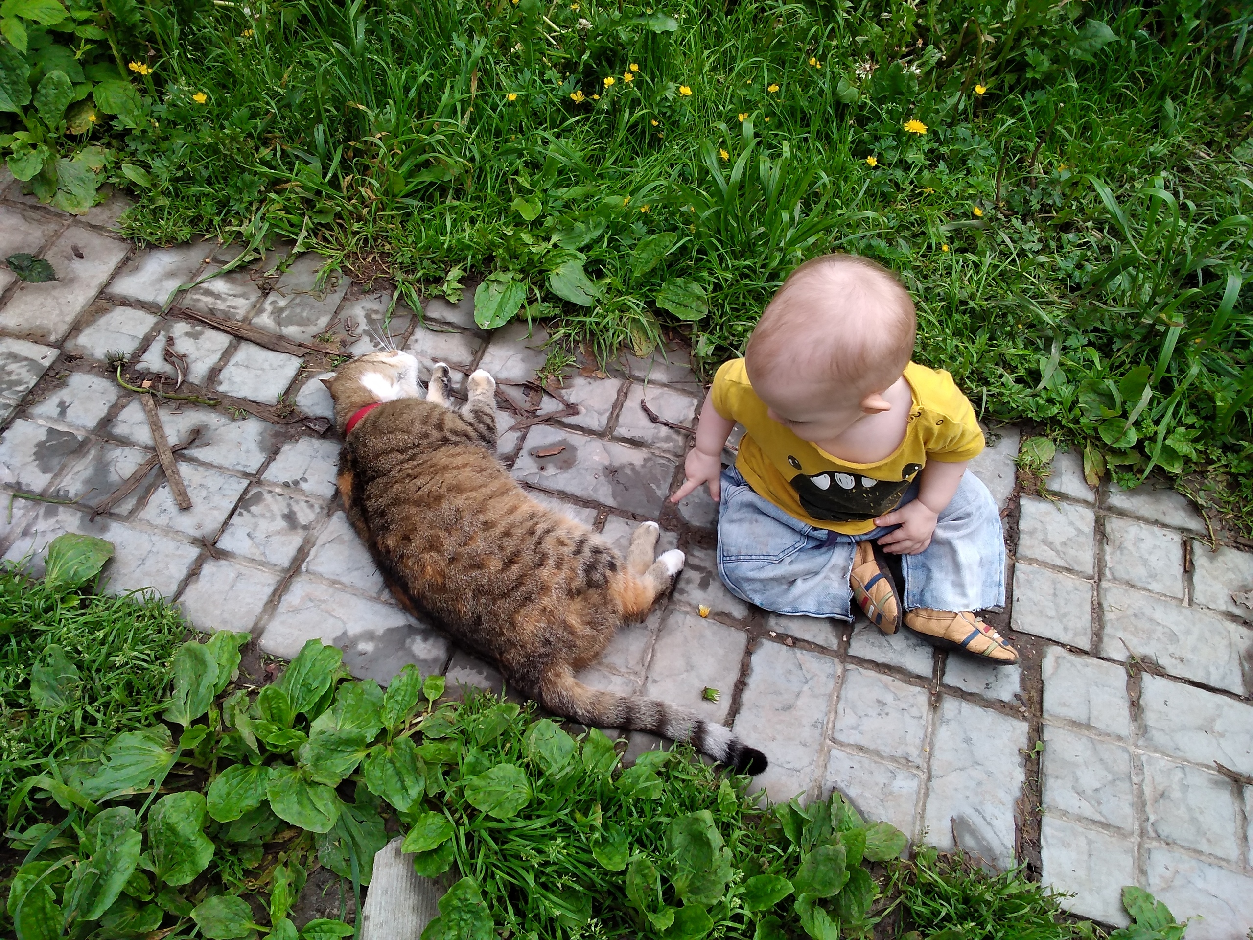 Фелиноз Фото болезнь кошачьих царапин