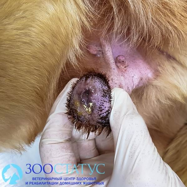 Фимоз у собаки
Фото фимоз у собаки