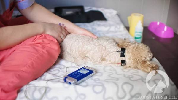 Реабилитация животных Фото физическая реабилитация в ветеринарии