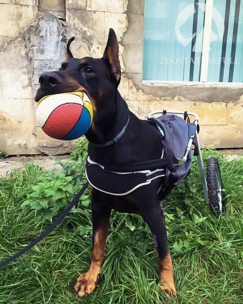 Реабилитация животных Фото физическая реабилитация в ветеринарии