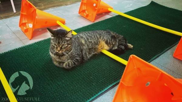 Реабилитация животных Фото физическая реабилитация в ветеринарии