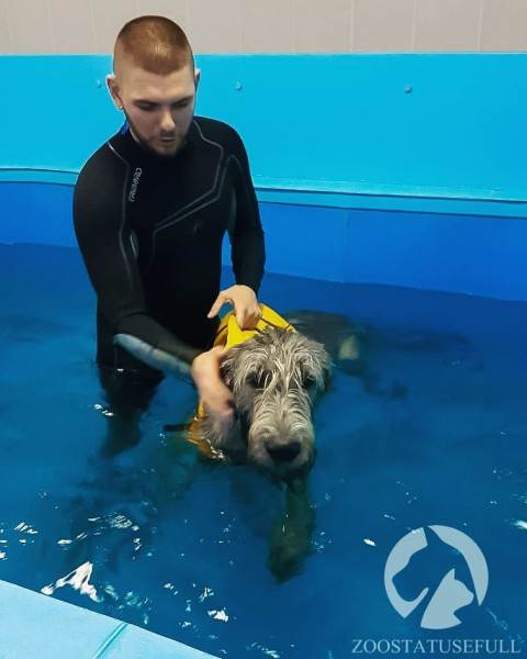 Реабилитация животных Фото физическая реабилитация в ветеринарии