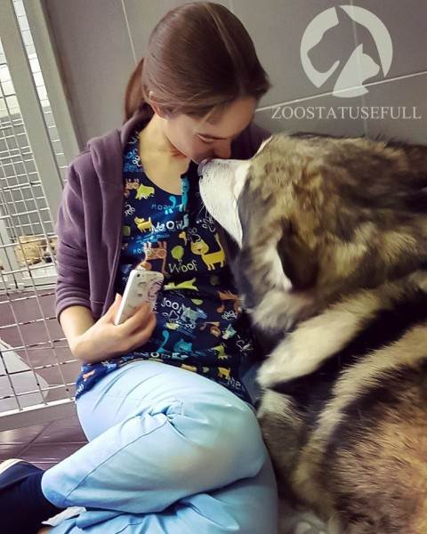 Реабилитация животных Фото физическая реабилитация в ветеринарии