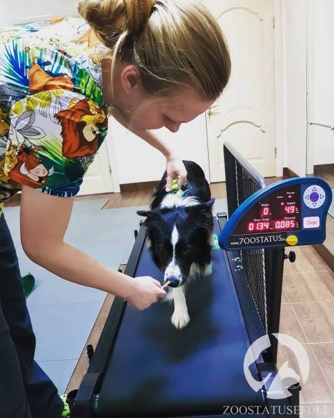 Реабилитация животных Фото физическая реабилитация в ветеринарии