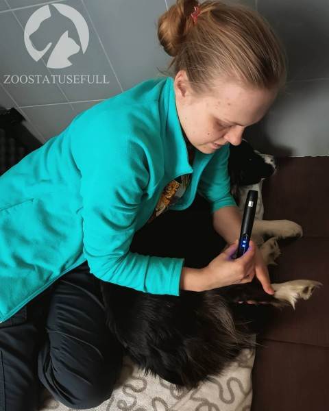 Реабилитация животных Фото физическая реабилитация в ветеринарии