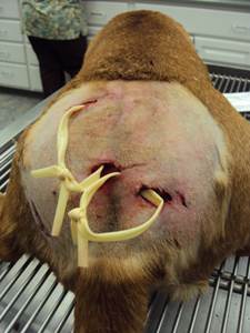 Флегмона у собак Фото