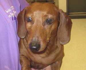 Флюс у собаки Фото