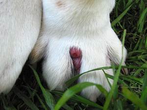 Фурункулез у собак Фото