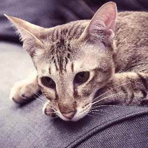 Гастриты у кошек Фото