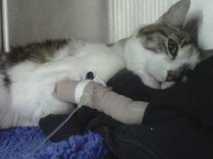 Гастроэнтерит у кошек Фото