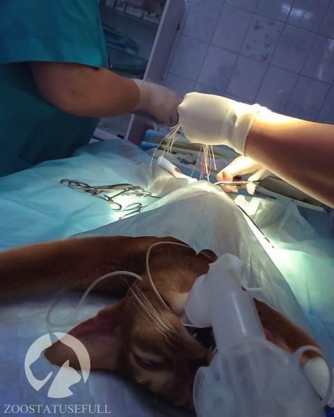 Газовый наркоз кошке Фото ингаляционный наркоз