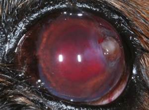 Гифема у собаки Фото